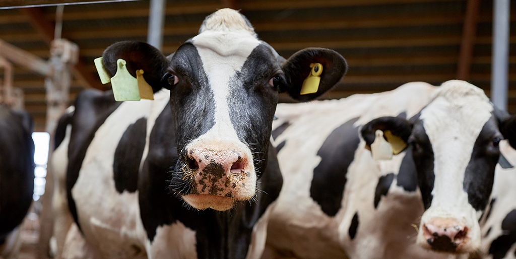 Electronic ID for cattle to be made mandatory